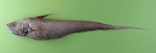 Coryphaenoides Fish Identification
