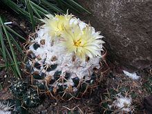 Coryphantha pycnacantha httpsuploadwikimediaorgwikipediacommonsthu