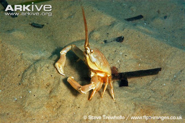 Corystes Masked crab videos photos and facts Corystes cassivelaunus ARKive