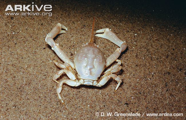 Corystes Masked crab photo Corystes cassivelaunus A7728 ARKive
