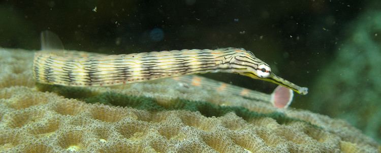 Corythoichthys FilePipeFish Corythoichthysjpg Wikimedia Commons