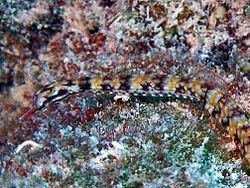 Corythoichthys flavofasciatus httpsuploadwikimediaorgwikipediacommonsthu