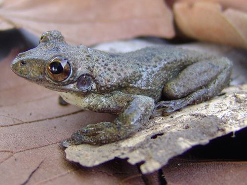 Corythomantis greeningi Corythomantis greeningi Ana MonteiroLeonel Flickr