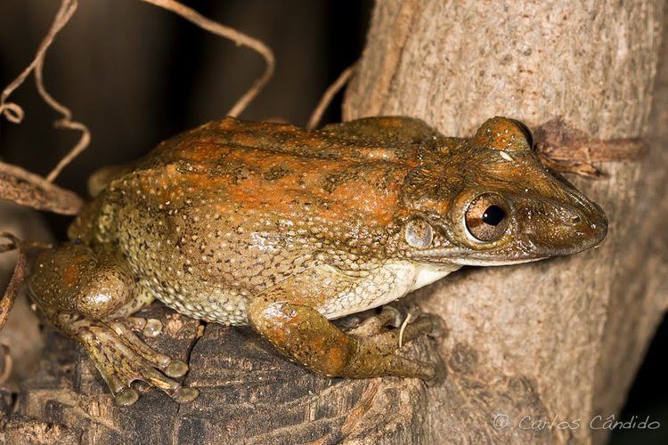 Corythomantis greeningi Scientists Discover First Venomous Frog Ever Known Capital Wired