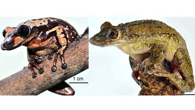 Corythomantis greeningi The first venomous frogs Aparasphenodon brunoi amp Corythomantis