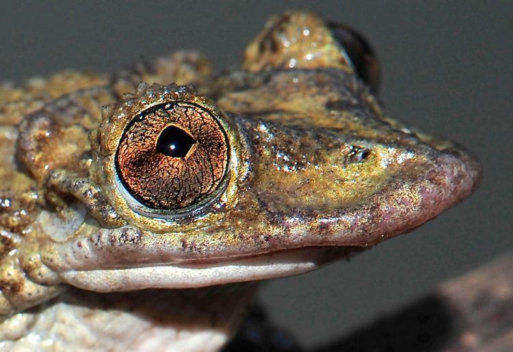 Corythomantis greeningi First Known Venomous Frogs Use Their Heads as Weapons Biology