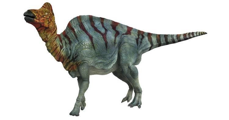 Corythosaurus Corythosaurus Corythosaurus Facts DK Find Out