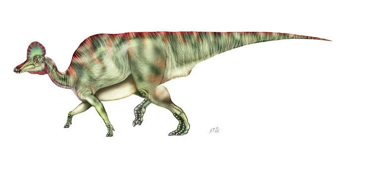 Corythosaurus httpswwwnewdinosaurscomwpcontentuploads20