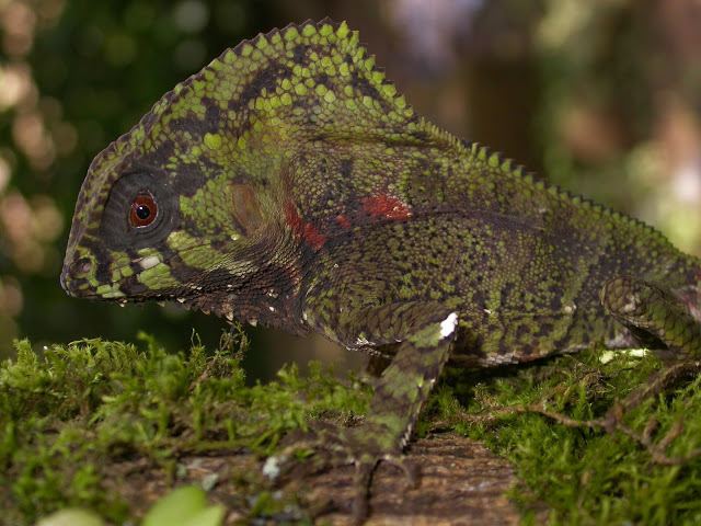 Corytophanes Corytophanes cristatus The Reptile Database