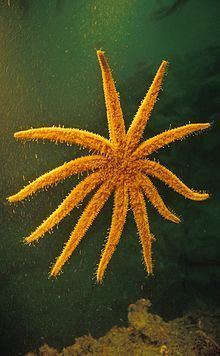 Coscinasterias calamaria httpsuploadwikimediaorgwikipediacommonsthu