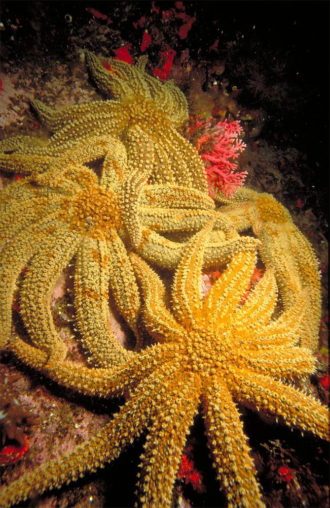 Coscinasterias calamaria 1000 images about Sea Stars on Pinterest Starfish Sun and Gray