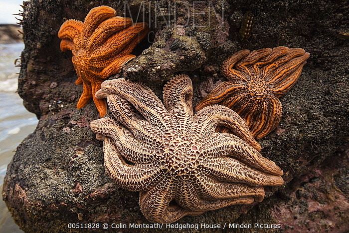 Coscinasterias calamaria Minden Pictures stock photos Elevenarmed Sea Star Coscinasterias