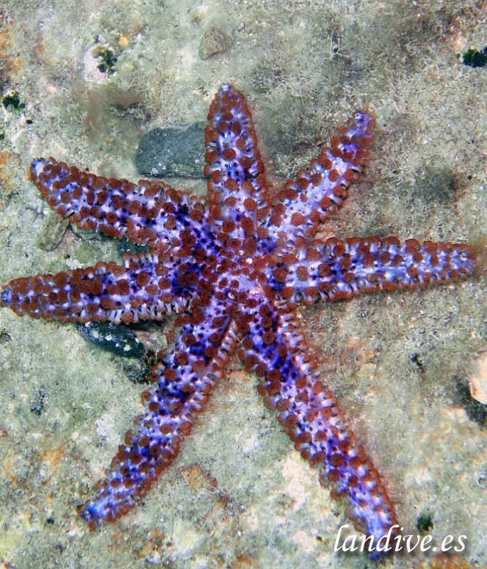 Coscinasterias Coscinasterias tenuispina also known blue spiny starfish or white