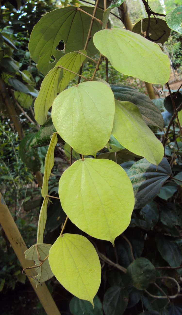 Coscinium fenestratum Coscinium fenestratum Useful Tropical Plants
