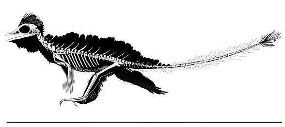 Cosesaurus wwwreptileevolutioncomimageslepidosauromorpha