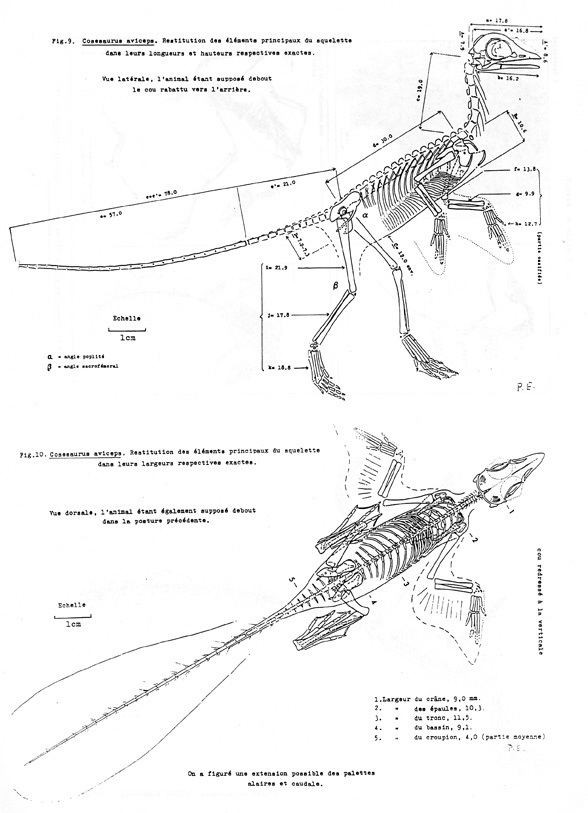 Cosesaurus Dr Ellenberger and his Petite Cosesaurus part 2 postcranial