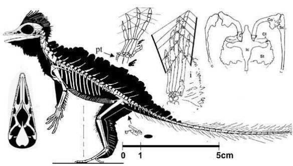 Cosesaurus Dr Ellenberger and his Petite Cosesaurus part 1 Cranial Traits