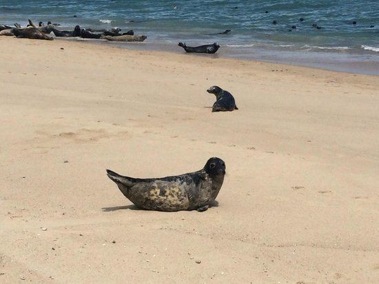 Coskata-Coatue Wildlife Refuge Inquisitive but shy seals on the beach Picture of CoskataCoatue