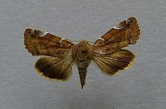 Cosmia affinis httpsuploadwikimediaorgwikipediacommonsthu