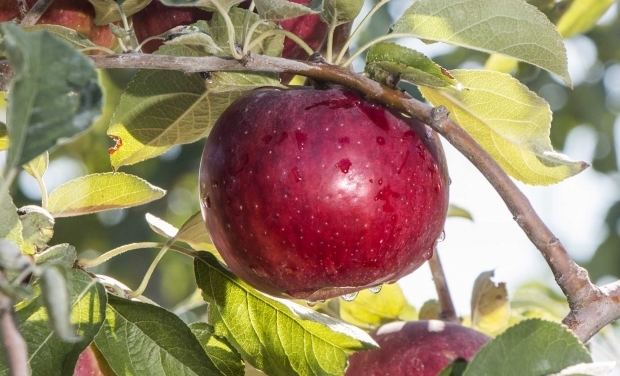 Cosmic Crisp I39m Cosmic Crisp says apple formerly known as WA 38 Good Fruit Grower