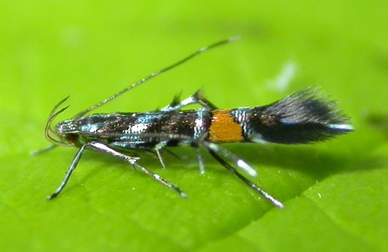 Cosmopterigidae Hants Moths Cosmopterigidae