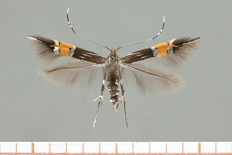 Cosmopterigidae Bestimmungshilfe des Lepiforums Fotouebersicht Cosmopterigidae