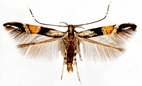 Cosmopterix Cosmopterix orichalcea Insecta Lepidoptera Cosmopterigidae