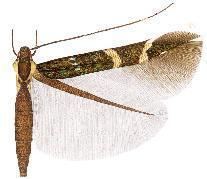 Cosmopterix aurotegulae