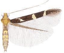 Cosmopterix chalupae