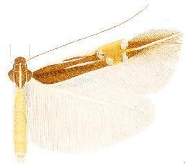 Cosmopterix erinome