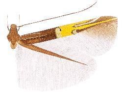 Cosmopterix eukelade