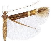 Cosmopterix gomezpompai