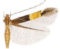 Cosmopterix himalia