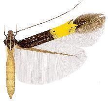 Cosmopterix lysithea
