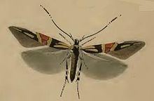 Cosmopterix orichalcea httpsuploadwikimediaorgwikipediacommonsthu