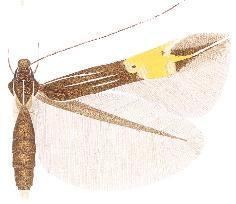 Cosmopterix saltensis