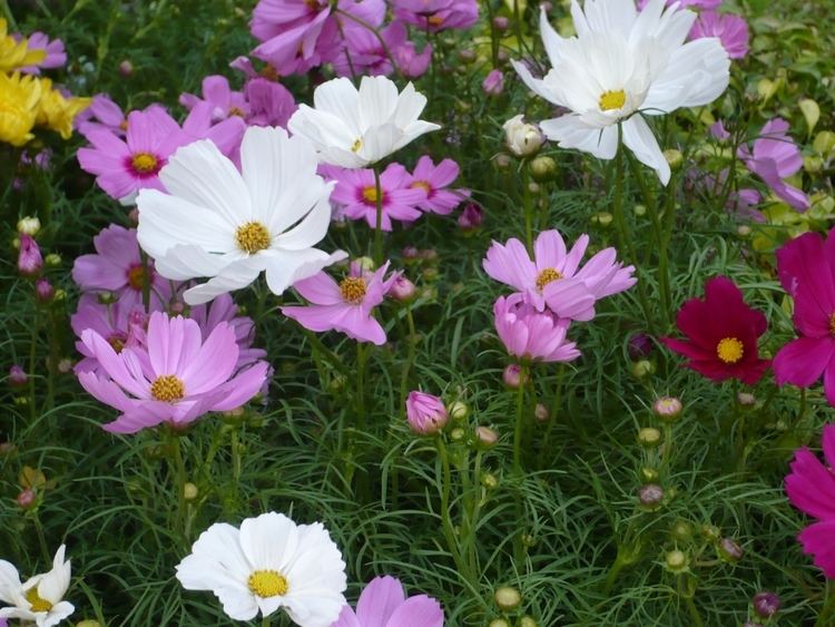 Cosmos bipinnatus httpsuploadwikimediaorgwikipediacommons00