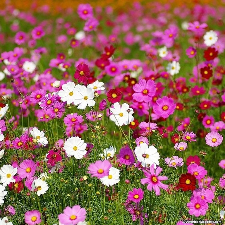 Cosmos bipinnatus Cosmos bipinnatus Seeds American Meadows