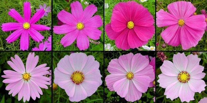 Cosmos bipinnatus The garden cosmos flower Cosmos bipinnatus AKA Mexican aster