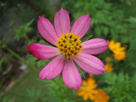 Cosmos caudatus Cosmos caudatus vs cosmos sulphureus Typicalgardener39s Blog