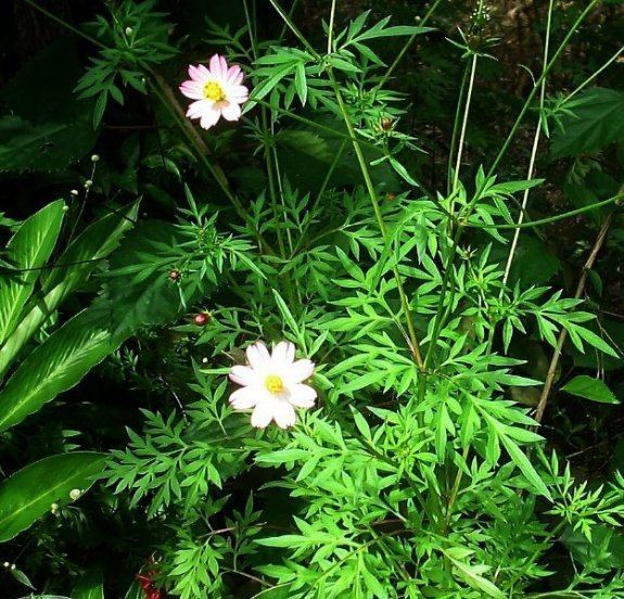 Cosmos caudatus Cosmos caudatus