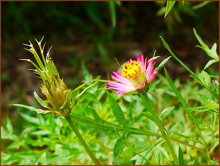 Cosmos caudatus Cosmos caudatus Ulam Raja Flowers Around Us by Ridzwan MN