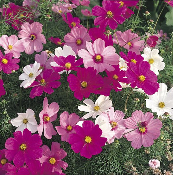 Cosmos (plant) Buy 40 plus 20 FREE large plug plants Cosmos 39Sonata Hot Pink Mixed