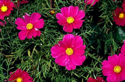 Cosmos (plant) RHS advice amp tips on garden amp indoor plants Plant finder
