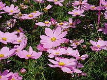 Cosmos (plant) httpsuploadwikimediaorgwikipediacommonsthu