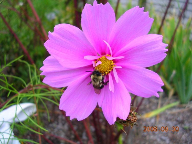 Cosmos (plant) Cosmos How to Plant Grow and Care for Cosmos The Old Farmer39s