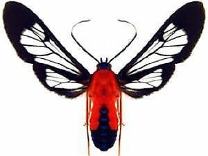 Cosmosoma myrodora Cosmosoma myrodora Scarletbodied Wasp Moth Discover Life