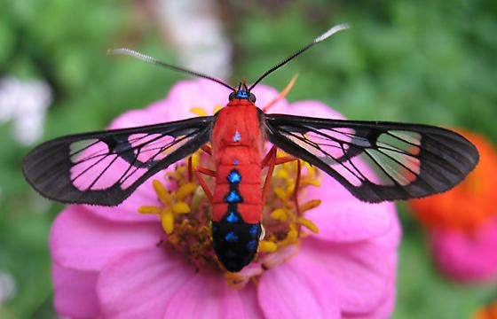 Cosmosoma myrodora Scarlet Bodied Wasp Moth Cosmosoma myrodora BugGuideNet