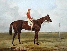 Cossack (horse) httpsuploadwikimediaorgwikipediacommonsthu