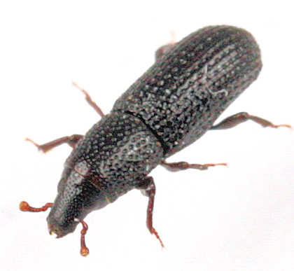 Cossoninae Weevils of Goodwell and Texhoma Texas County OK